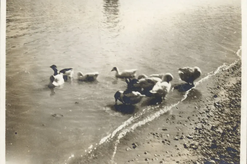 Photographie ancienne en noir et blanc tirée d'un album de famille hongrois : des canards nagent au bord d'une rive